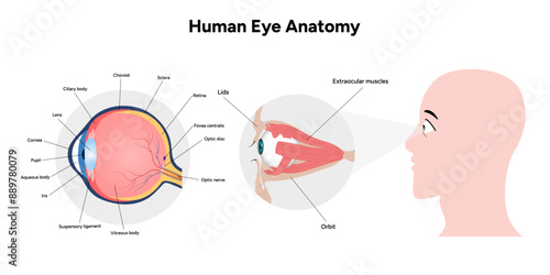 Human Eye Anatomy, medical diagram, Structure of human eye