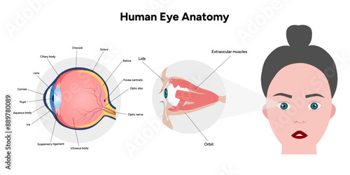 Human Eye Anatomy, medical diagram, Structure of human eye