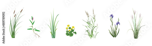 Cattail, Persicaria Amphibia, Calamus Variegata, Marsh Marigold, Cane (reeds), Blue Marsh Iris, Miscanthus Zebrinus. Coastal and floating marsh (pond) plants realistic drawings on a white background.
