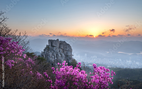 Spring and sunrise view of pink Azalea flowers against rock peak on Geumjeongsan Mountain and foggy downtown of Geumjeong-gu, Busan, South Korea photo