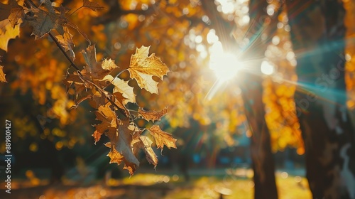 Sunlight shining through autumn leaves, creating a warm and cozy feel. The image captures the soothing effect of daylight as it highlights the leaves' rich seasonal hues. photo