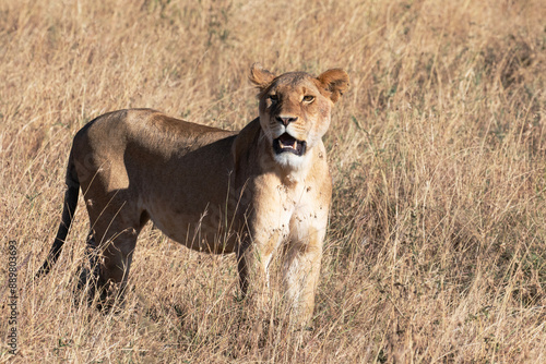 Foto A majestic lioness walks through the tall grass in search of prey