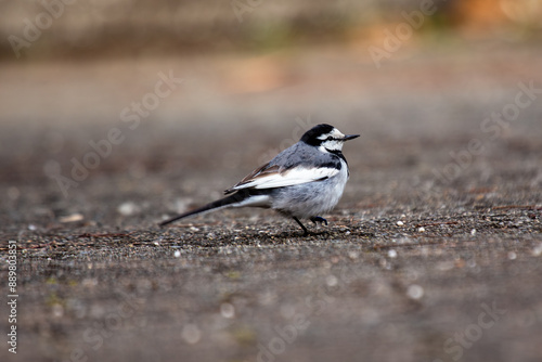 White Wagtail (Motacilla alba) Found in Europe and Asia