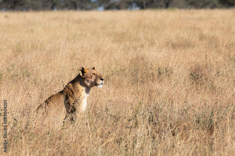 A powerful lioness camouflages herself in tall grass while looking out for prey. A powerful lioness camouflages herself in tall grass while looking out for prey.