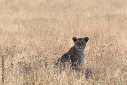 Foto A lioness takes a rest under a bit of shade.
