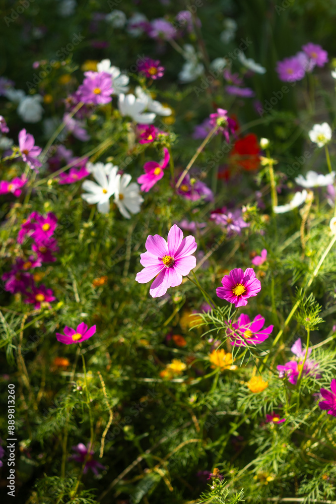 A vibrant garden scene featuring a variety of wildflowers in bloom. The image showcases an array of colorful flowers, predominantly pink and white, amidst lush green foliage A vibrant garden scene featuring a variety of wildflowers in bloom. The image showcases an array of colorful flowers, predominantly pink and white, amidst lush green foliage
