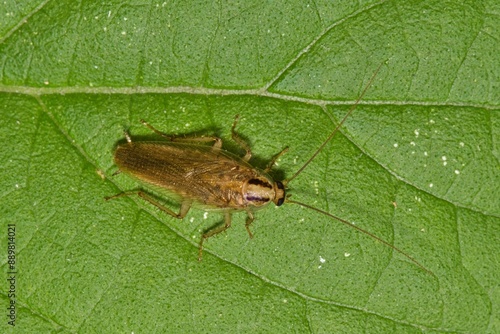 German cockroach Blattella germanica insect leaf nature Springtime pest control agriculture. 