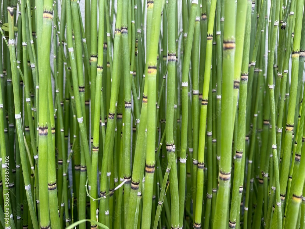 Fototapeta premium green bamboo forest