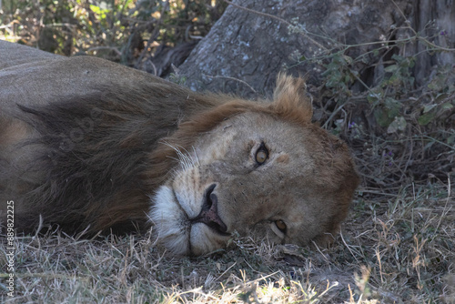 Φωτογραφία A majestic lion resting under the shade of a tree in the Serengeti National Park