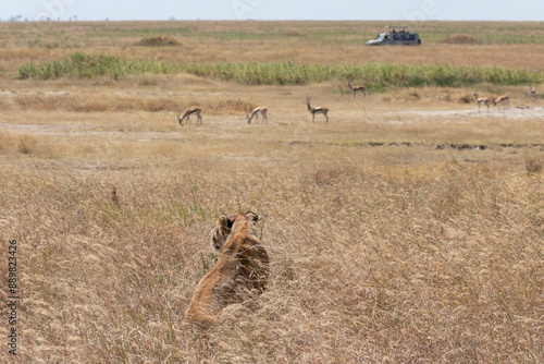 Canvastavla A lioness stalking prey in the Serengeti plains of Tanzania.