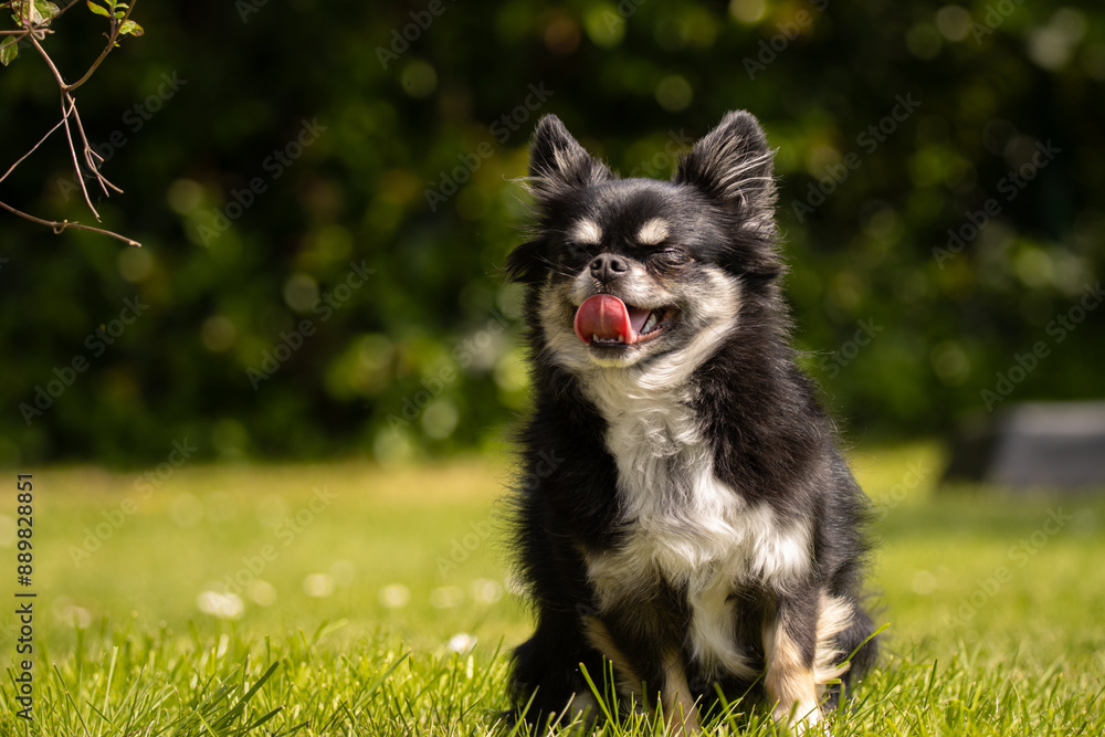 Happy dog in the garden Happy dog in the garden