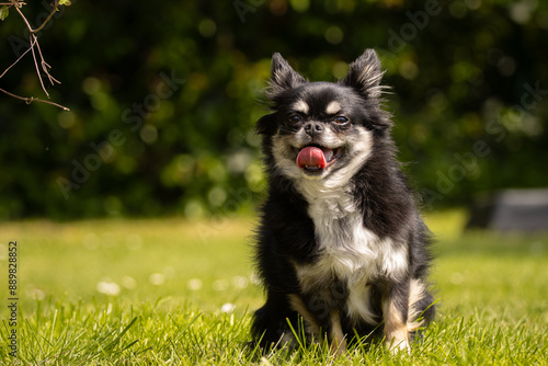 Happy dog in the garden