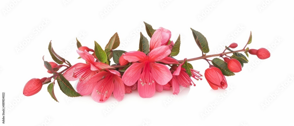 Fototapeta premium Vibrant fuchsia flowers isolate on white background