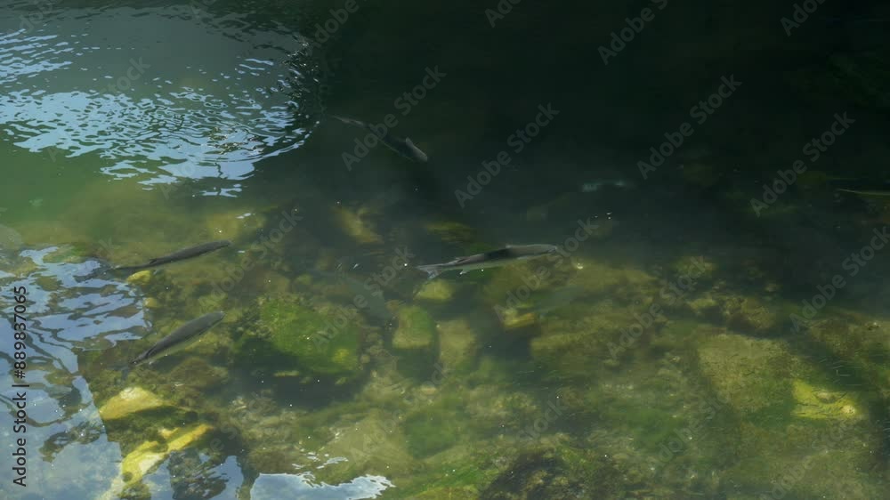Shoal of thick lipped gray mullet, swimming in slow motion in shallow water of fishing dock. Shot from above. Shoal of thick lipped gray mullet, swimming in slow motion in shallow water of fishing dock. Shot from above.