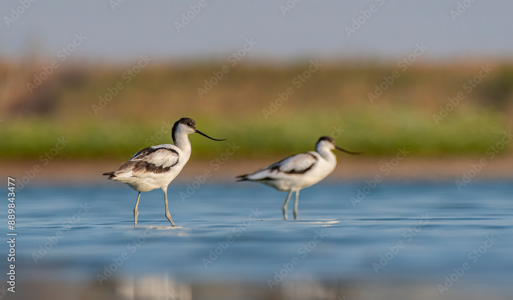Pied Avocet (Recurvirostra avosetta) is a wetland bird found in suitable habitats in Asia, Europe, and Africa. It is common in the Tigris valley. Pied Avocet (Recurvirostra avosetta) is a wetland bird found in suitable habitats in Asia, Europe, and Africa. It is common in the Tigris valley.