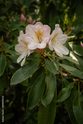 Fotografía Pink bright rhododendron flowers on a tree.