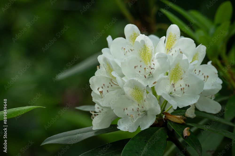 White rhododendron flowers on a tree. White rhododendron flowers on a tree.