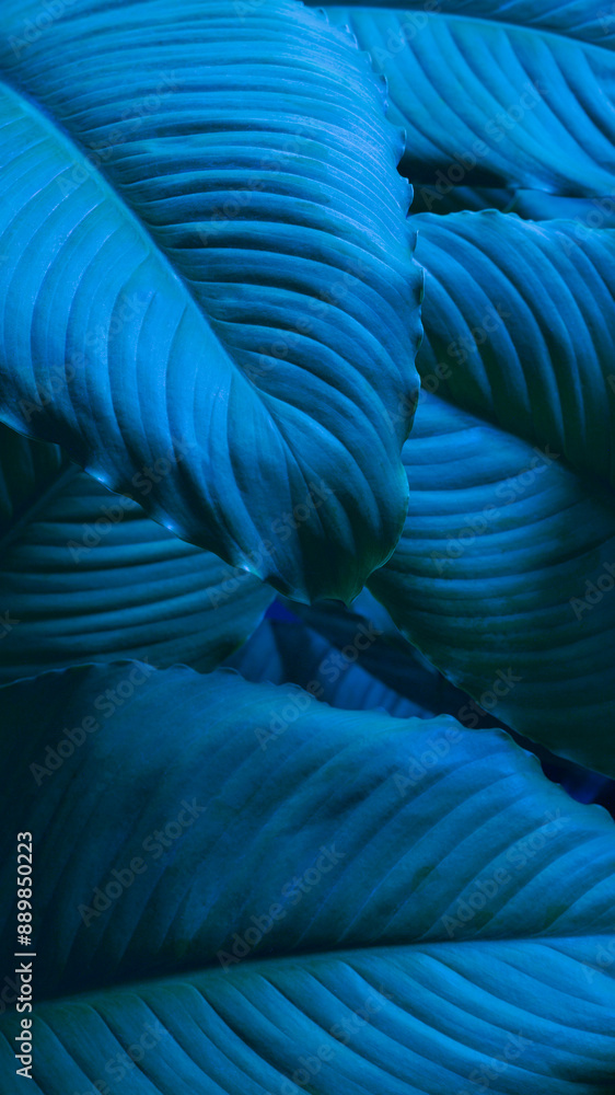 Close-up macro nature exotic bright blue green leave texture tropical Jungle plant spathiphyllum cannifolium in dark background.Curve leaf floral botanical desktop wallpaper,website cover backdrop. Close-up macro nature exotic bright blue green leave texture tropical Jungle plant spathiphyllum cannifolium in dark background.Curve leaf floral botanical desktop wallpaper,website cover backdrop.