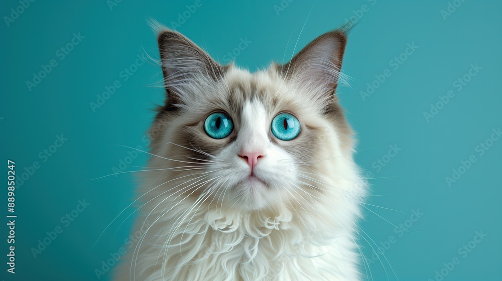 Ragdoll cat with blue eyes and fluffy fur, teal background, studio shot Ragdoll cat with blue eyes and fluffy fur, teal background, studio shot
