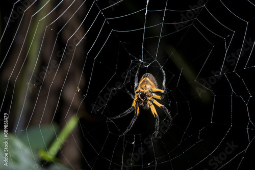 Spider Weaving Its Web in Ecuador Jungle photo