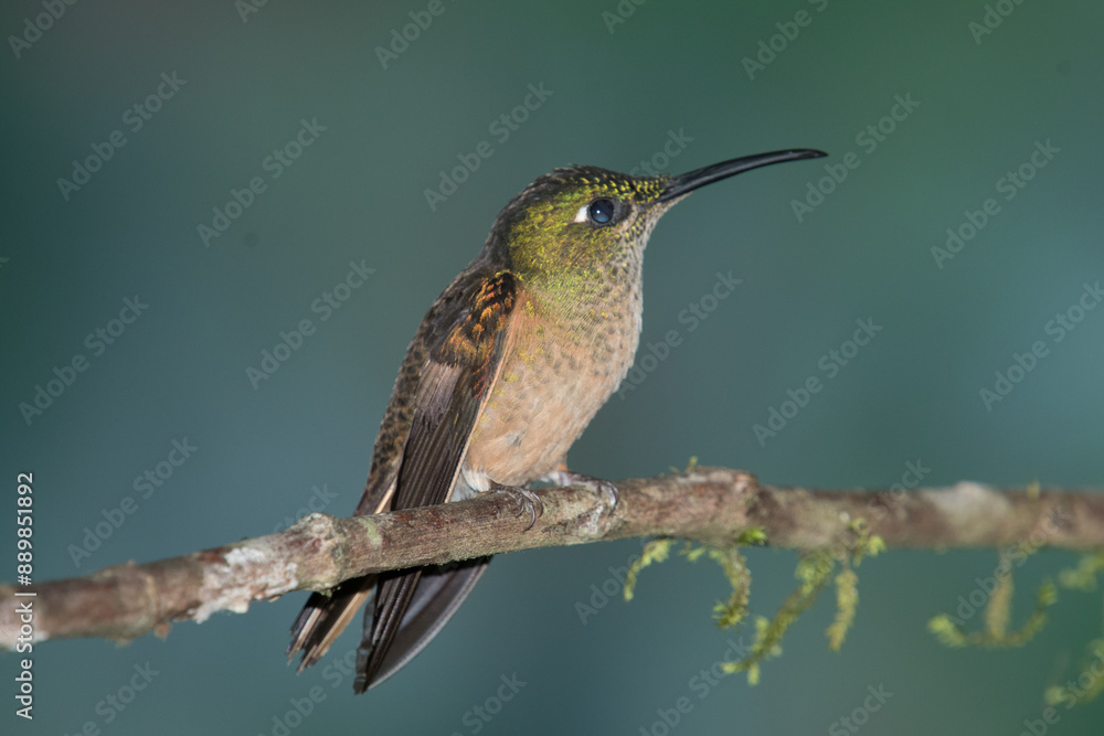 Fototapeta premium Colorful Calibri Bird in Ecuador's Jungle