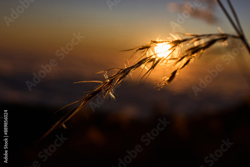 sunset in the field