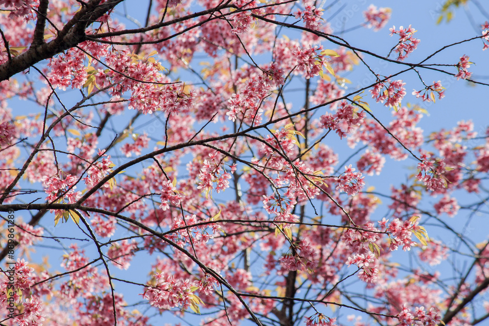Prunus cerasoides Wild Himalayan Cherry pink flowers again blue sky at Phu Lom Lo Loei and Phitsanulok of Thailand Prunus cerasoides Wild Himalayan Cherry pink flowers again blue sky at Phu Lom Lo Loei and Phitsanulok of Thailand