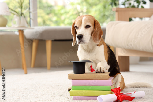 Cute beagle dog with diplom...