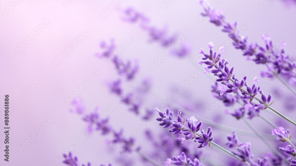 Naklejka premium lavender flowers background