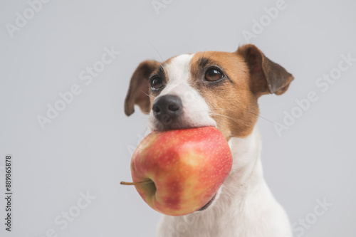 Bild auf Leinwand Portrait of a Jack Russell Terrier dog holding an apple on a white background