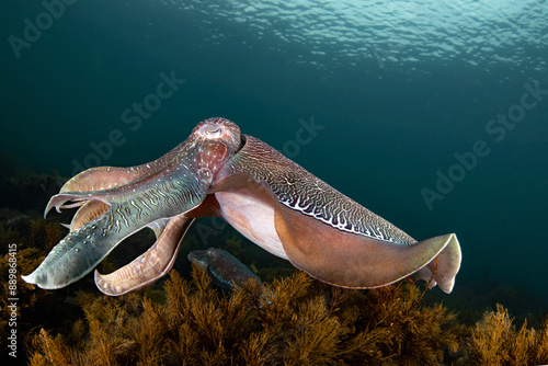 Australian Giant Cuttlefish photo