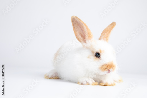 Healthy lovely baby bunny easter white rabbit on white background. Cute fluffy rabbit on white background Animal symbol of easter day festival.