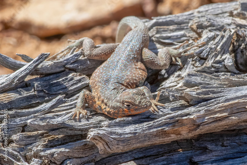 Side-blotched lizard on the Fremont Gorge Trail, Capitol Reef National Park, Utah 