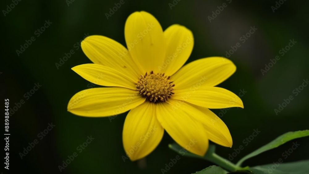 Bright and Beautiful A CloseUp of a Yellow Flower Bright and Beautiful A CloseUp of a Yellow Flower