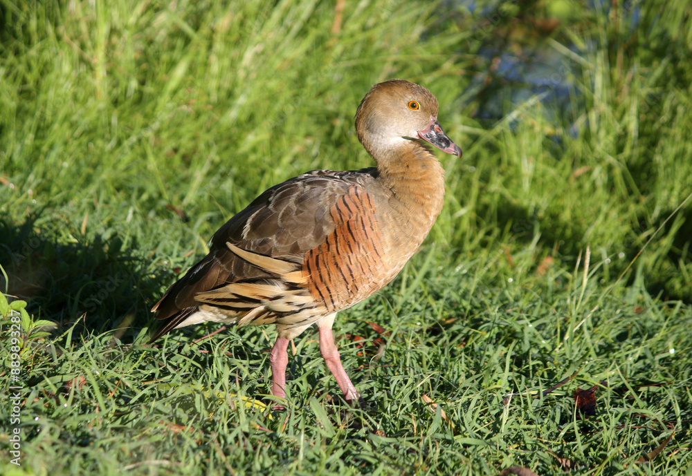 Plumed whistling-duck bird standing on green grass Plumed whistling-duck bird standing on green grass