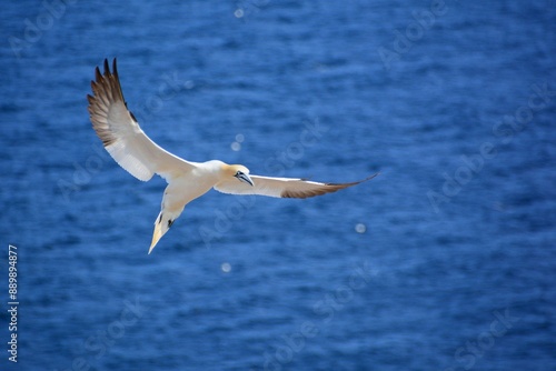 gannet in flight