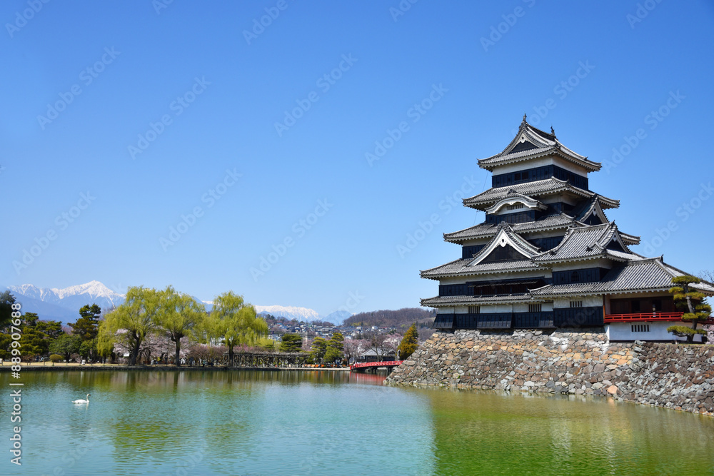 Naklejka premium 北アルプスと松本城と白鳥