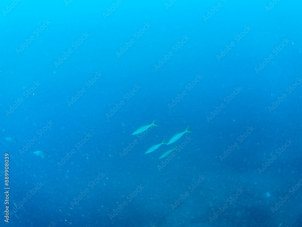 Fototapeta premium キビナゴの大群を襲うカンパチとツムブリ（アジ科）の群れ 撮影するスキンダイバーもいる 静岡県伊豆半島賀茂郡南伊豆町中木から渡し船で渡るヒリゾ浜-2024年6月 Greater Amberjack (Seriola dumerili) Rainbow Runner (Elagatis bipinnulata) Silver-Stripe Round Herrings (Spratelloides 