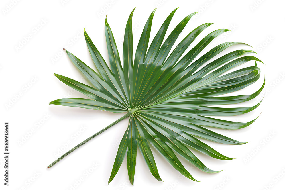 Fototapeta premium Hyophorbe Palm Leaf (Bottle Palm), isolated on white background