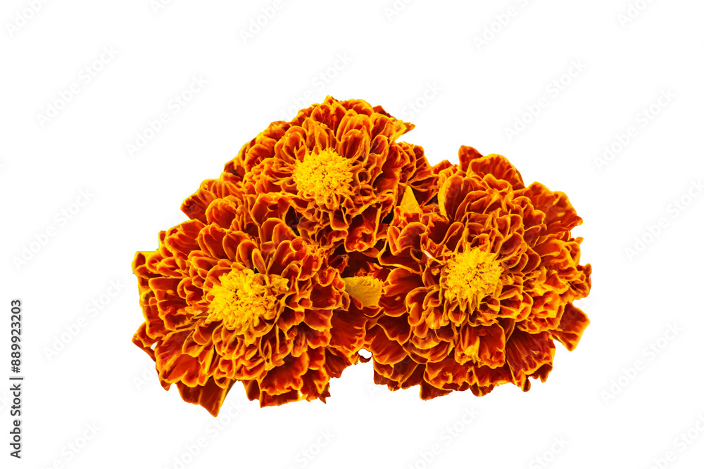 Marigold flowers from a white background Marigold flowers from a white background