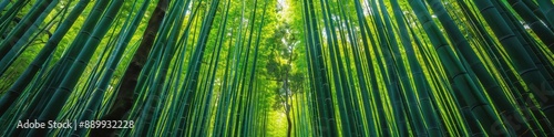 Tranquil Bamboo Forest Path in Japan