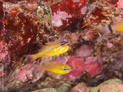 美しいキンセンイシモチ（テンジクダイ科）他の幼魚の群れ。 オスが口に卵をくわえて孵化するまで守っている。日本国静岡県伊豆半島賀茂郡南伊豆町中木から渡し船で渡るヒリゾ浜-2024年7月Southern orange-lined cardinal fish (Ostorhinchus properuptus) The male holds the eggs in his mouth and 