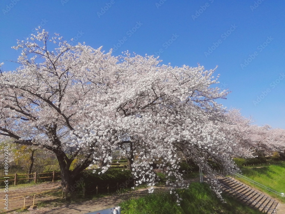 桜の花咲く風景 桜並木と青空 桜の花咲く風景 桜並木と青空
