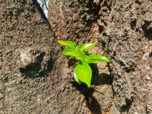 桜の木の幹から芽生えた新芽の緑
