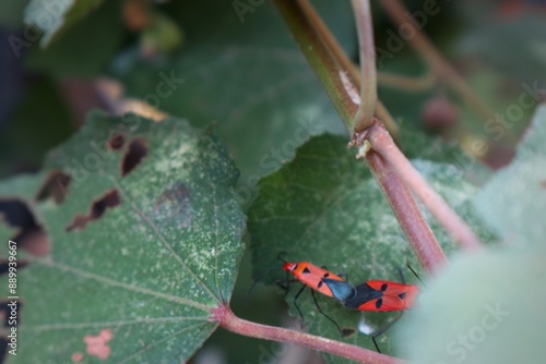 Close up of Red Cotton Bug - Dysdercus cingulatus pair on tree photo