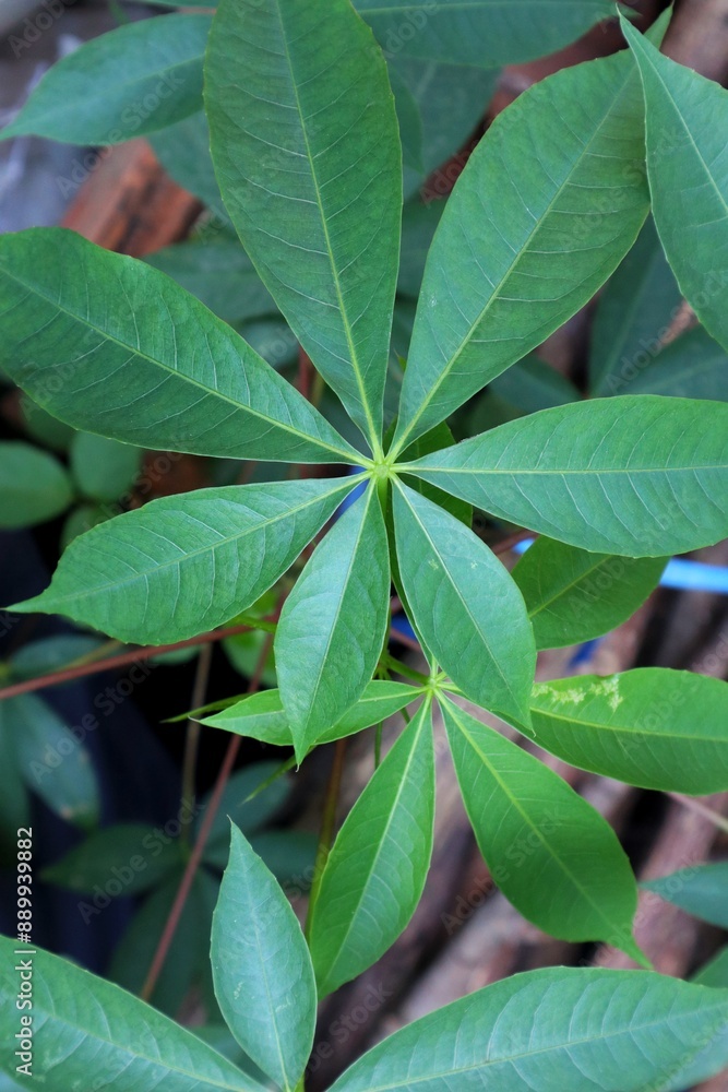 Close-up of Green cassava Leaves. Close-up of Green cassava Leaves.