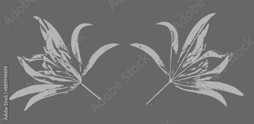 Gray and white leaf print stamp of botanical illustration. Plain leaf sketched art background.