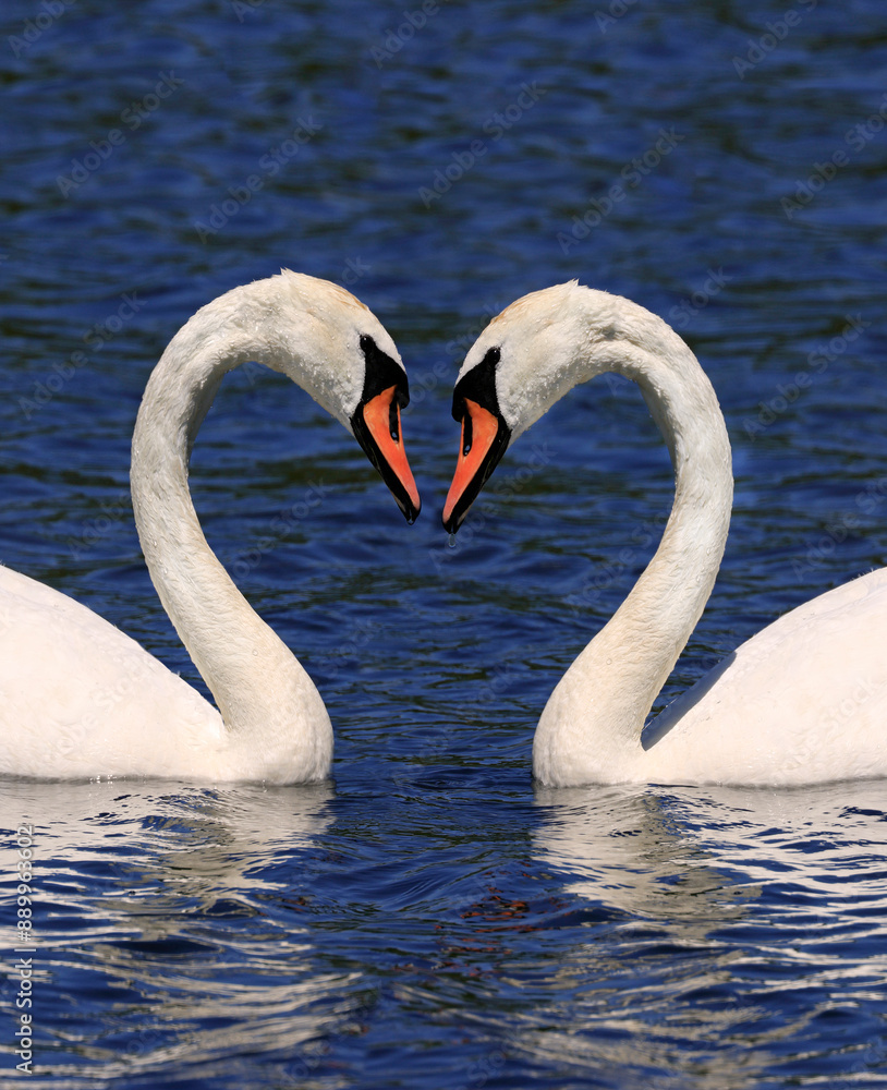 Obraz premium Mute swan couple floating on Ontario Lake, Canada