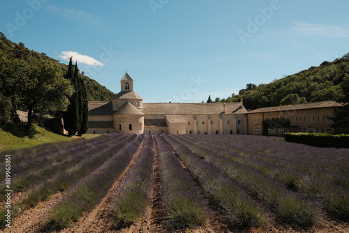 Sénanque Abbey, Provence, France, lavender fields, chapter house, purple flower