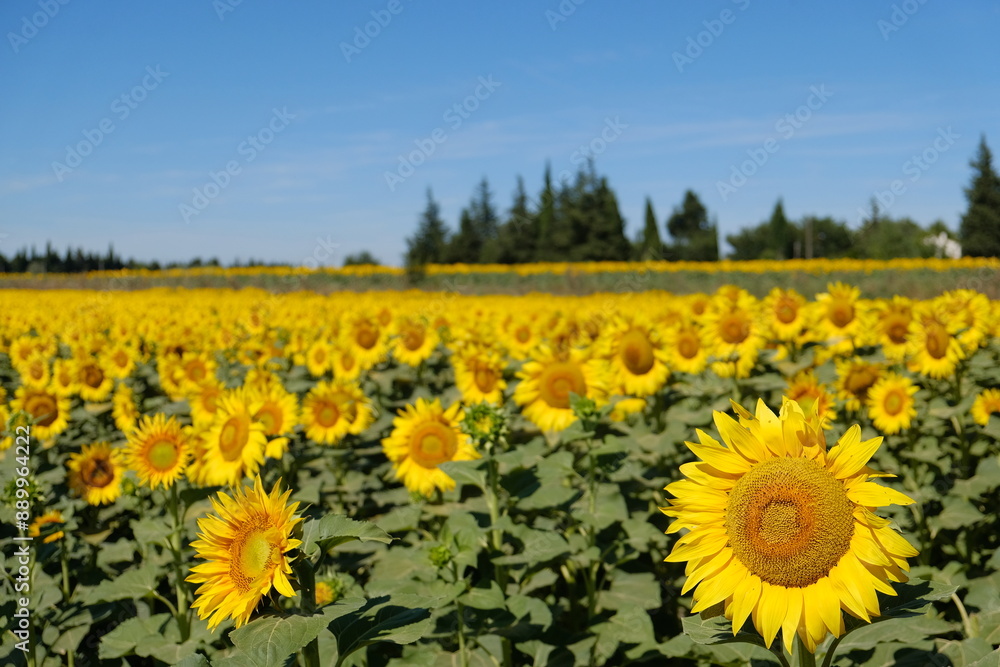 Fototapeta premium field of sunflowers, provence, france